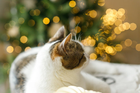 Cute cat lying on table on background of stylish christmas tree with golden lights, fluffy ears close up. Merry Christmas! Pets and winter holidaysの写真素材