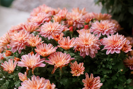 Beautiful autumnal moms flowers. Autumn decor of house entrance. Pink chrysanthemum, floral wallpaperの写真素材