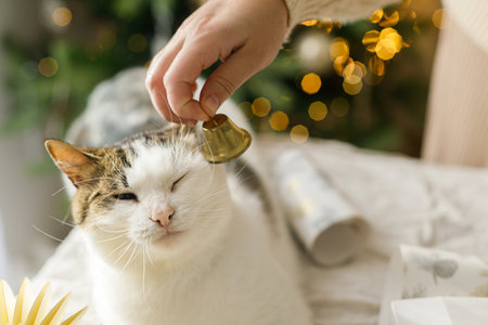 Woman playing with cute cat with golden bell while decorating christmas gift box with modern ornaments on background of stylish christmas tree. Merry Christmas and Happy Holiday. Funny petの写真素材
