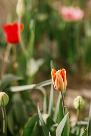 Beautiful tulips in sunny garden. Pink and red tulips spring flowers blooming in urban garden. Homestead lifestyleの写真素材