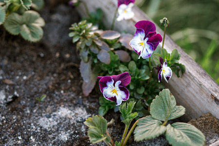 Beautiful viola in raised garden bed in urban organic garden. Homestead lifestyle. Edible viola tricolor flowers and strawberryの写真素材