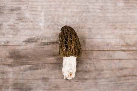 Morchella mushrooms on rustic wooden background flat lay. Gathering true morels, copy space. Morchella esculenta, fungi delicacy, delicious edible mushroomsの写真素材
