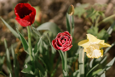 Beautiful tulips in sunny garden. Pink and red tulips spring flowers blooming in urban garden....