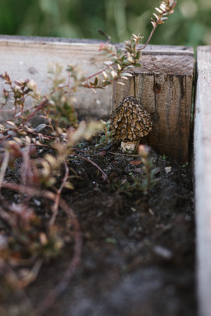 Morchella mushrooms growing in garden close up. True morels. Morchella esculenta. Fungi delicacy, delicious edible mushroomsの写真素材