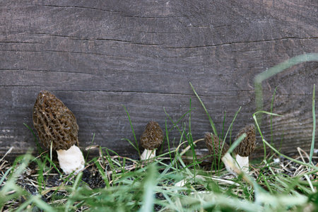 Morchella mushrooms growing in garden close up. True morels. Morchella esculenta. Fungi delicacy,...