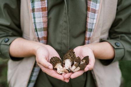 True morels mushrooms in hands close up. Foraging Morchella esculenta. Fungi delicacy, delicious edible mushroomsの写真素材