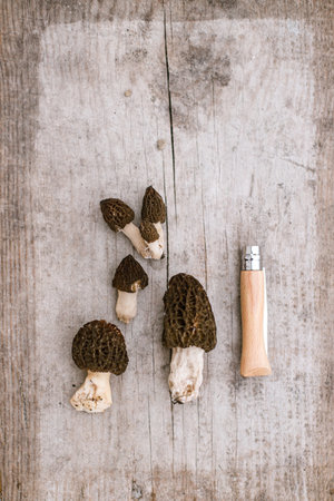 Morchella mushrooms and knife on wooden background flat lay. Gathering true morels, copy space. Morchella esculenta, fungi delicacy, delicious edible mushroomsの写真素材