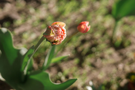 Beautiful tulips in sunny garden. Pink tulips spring flowers blooming in urban garden.