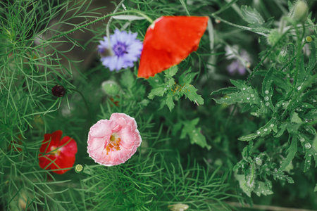 Beautiful poppies blooming in english cottage garden. Close up of pink and red poppy flower. Floral wallpaper. Homestead lifestyle and wild natural gardenの写真素材