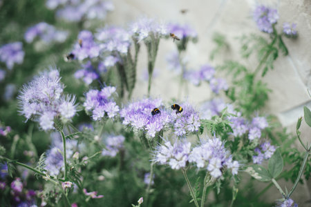 Honey Bees and bumblebees pollinating and flying at phacelia. Phacelia flowers blooming in english cottage garden. Homestead lifestyle. Floral wallpaperの写真素材