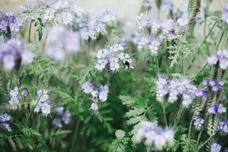 Phacelia flowers blooming in english cottage garden. Honey Bees and bumblebees pollinating and...