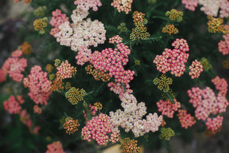 Beautiful yarrow blooming in english cottage garden top view. Close up of pink and red yarrow...