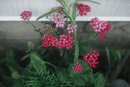 Beautiful yarrow blooming in english cottage garden. Close up of pink and red yarrow flower. Floral...