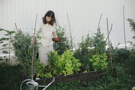 Hand picking snap peas from raised garden bed close up. Homestead lifestyle. Gathering homegrown vegetables in wooden bowl from community gardenの写真素材