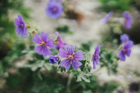 Beautiful geranium blooming in english cottage garden. Close up of purple geranium flower. Floral...