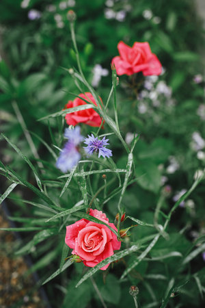 Beautiful rose blooming in english cottage garden. Close up of pink rose flower. Homestead lifestyle and wild natural garden. Floral wallpaperの写真素材