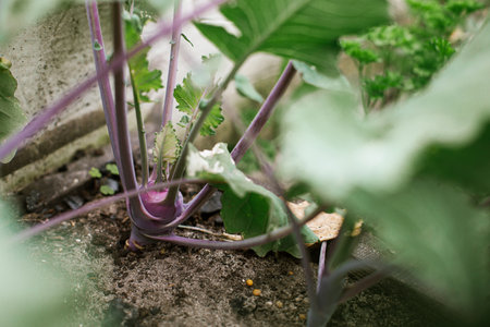 Purple cabbage kohlrabi close up in urban organic garden. Homestead lifestyle, growing vegetables. Gardening wallpaper for bannerの写真素材