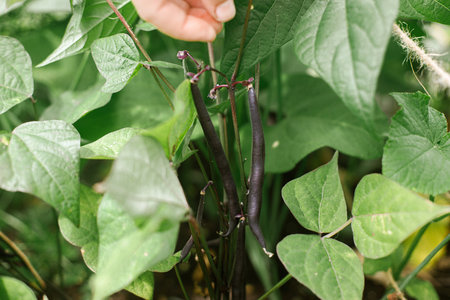 Hands harvesting purple beans from raised garden bed close up. Growing home grown vegetables in urban organic gardenの写真素材