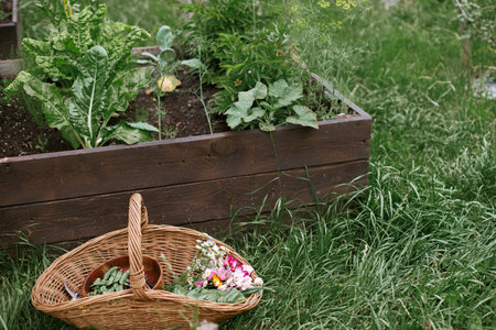 Vegetables, chard leaves, beans and flowers  in wicker basket on background of raised garden bed. Harvesting vegetables and greens in urban organic garden. Homestead lifestyleの写真素材