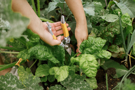 Hands harvesting chard leaves from raised garden bed close up. Homestead lifestyle. Growing home grown vegetables and salad in urban organic gardenの写真素材