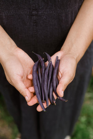 Farmer hands holding purple beans close up. Homestead lifestyle. Gardening and growing vegetables in urban organic gardenの写真素材