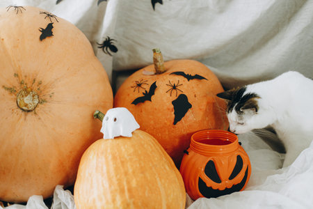 Happy Halloween. Cute cat sitting at jack o lantern bucket and pumpkins with spiders and bats. Trick or treat. Pet and autumn halloween decor at homeの写真素材