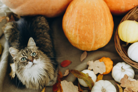 Happy Thanksgiving and Halloween. Cute tabby cat sitting at pumpkins and autumn leaves on cozy...
