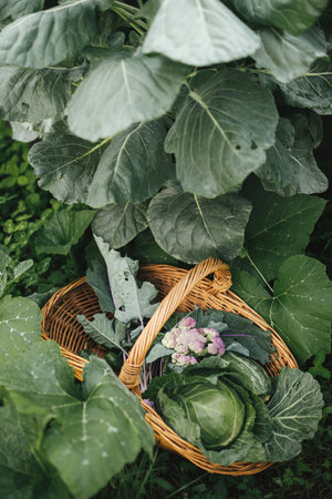 Homestead lifestyle and permaculture. Basket with cabbage, zucchini, greens close up in urban...