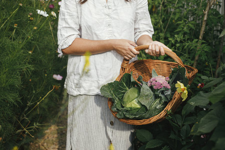 Homestead lifestyle and permaculture. Hands holding  basket with cabbage, zucchini, greens close up in urban organic garden. Harvesting vegetables from raised garden bed.の写真素材