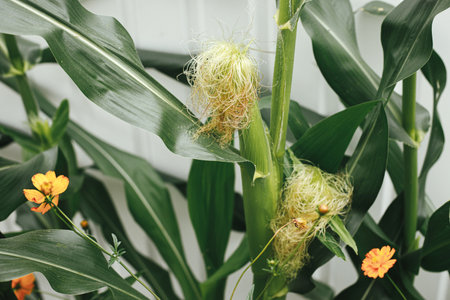 Corn crop close up. Sweet corn growing in raised garden bed. Growing vegetables in urban organic...