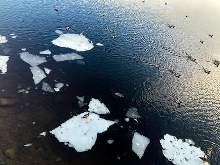 A lot of ducks on the water, when the ice melts in the spring, a lot of ice on the lake.