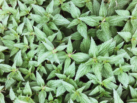 Beautiful background of medicated nettle with a matte effect. View from aboveの写真素材