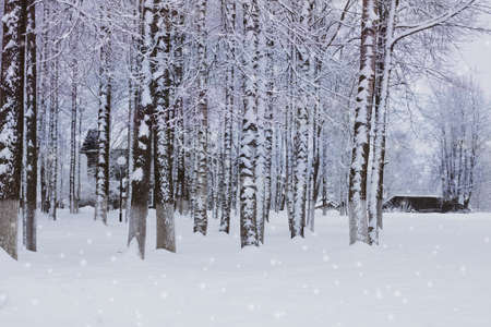 Landscape winter evening, it is snowing, the general plan with the effect of grainの写真素材