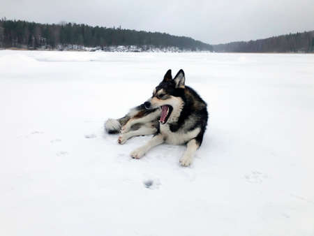 The dog lies in the snow and yawns. Dog on the ice of the lake in winter