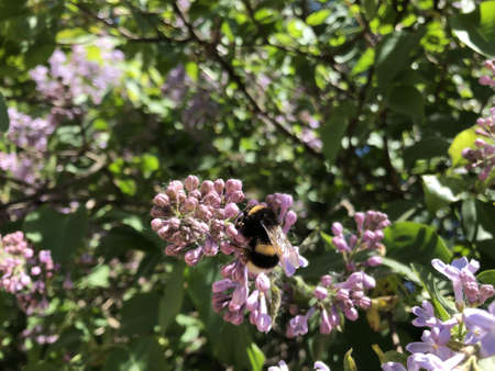 A bumblebee dips its proboscis into a flower, collects nectar. A bumblebee sits on a lilac branch.