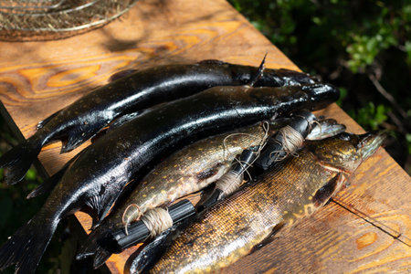 Catching pike with traps, using tackle for catching fish. Summer fishing and big fish catch.