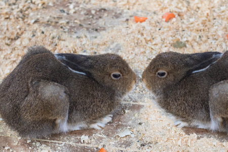 Two gray rabbits look at each other. Sweet couple, love and humor conceptの写真素材