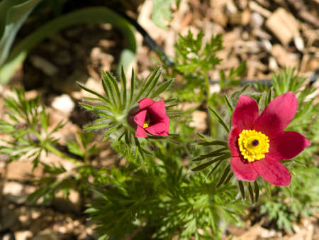 Kuechenschelleの写真素材