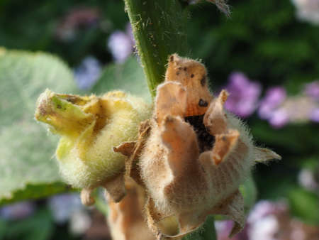 Stockrosenbl appliances Verblhtの写真素材