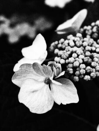 Hydrangea white black detailの写真素材