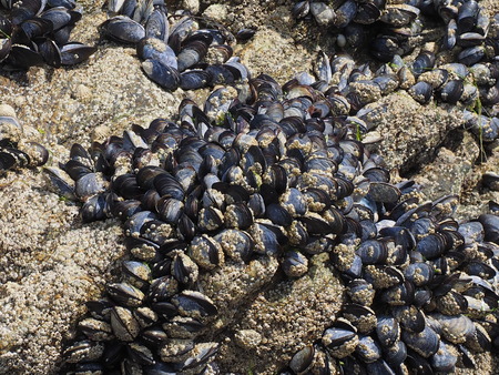 Shells