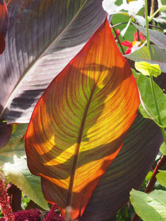 Cannas Journal