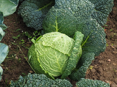Savoy cabbageの写真素材