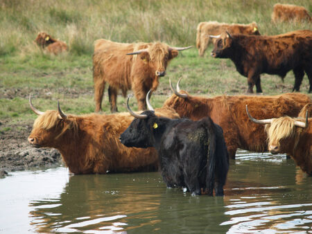 Galloway - Highland cattleの写真素材