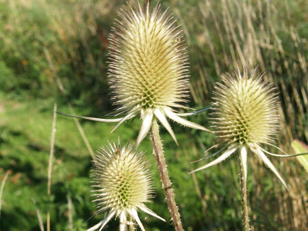 thistle topsの写真素材
