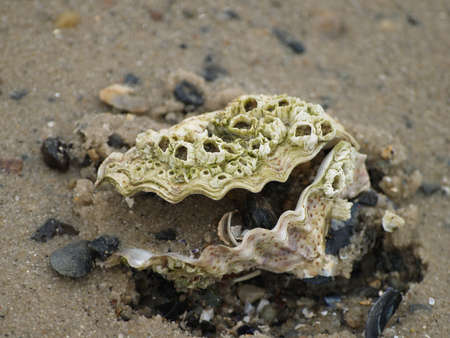 Shells in the sand on the beachの写真素材
