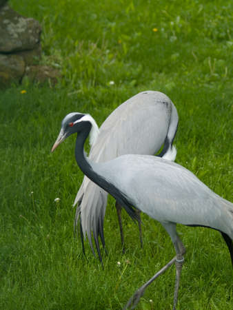 Heronの写真素材