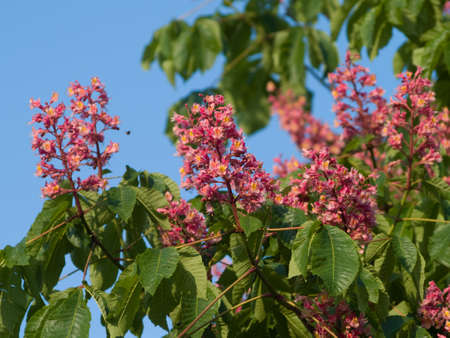 red chestnutの写真素材