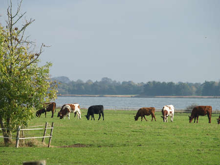 Beef critters on a meadow in the loopの写真素材