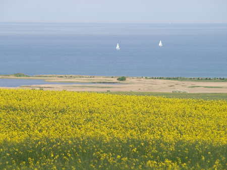 rapefield at the balticsea